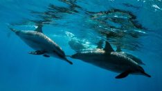 Sinop kıyıları yaklaşık 1500 yunusa ev sahipliği yapıyor