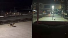 Sokak köpeğinin makiniste sevgisi gülümsetti