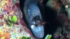 Su altında böylesi ilk kez görüldü