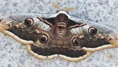 Tavus kelebeği Çanakkale’de görüldü