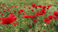 Tekirdağ’da gizli bir cennet: Gelincik tarlaları