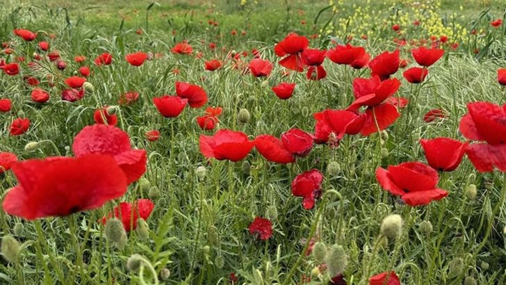 Tekirdağ’da gizli bir cennet: Gelincik tarlaları