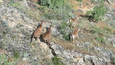 Terk edilmiş mezrada dağ keçileri görüntüledi