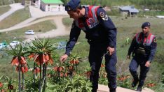 Ters laleler jandarma korumasında