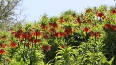 Ters laleler koruma altında