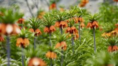 Ters laleler Mercan Dağları’na güzellik kattı