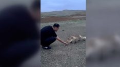 Tilkiyi kaju ile besledi