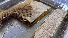 Türk balı 4 ayda yaklaşık 11,5 milyon dolar kazandırdı