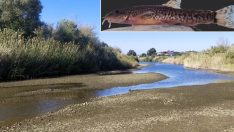 Türk bilim insanları yeni bir çöpçü balık türü keşfetti