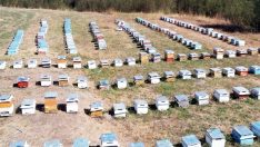 Türkiye Arıcılık Haritası güncellendi… İşte en çok verim alınan şehir