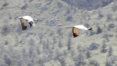 Turnalar Giresun’da görüntülendi