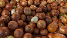 TZOB: Nisanda en çok kuru soğana zam geldi