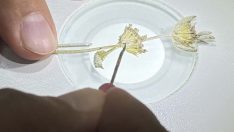 Üç yeni endemik bitki türü keşfedildi