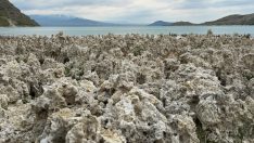 Van Gölü sahili mikrobiyalit tarlasına döndü