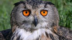 Van’daki merkez yaban kuşlarının sağlık durağı oldu