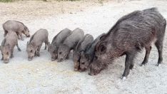 ‘Yaban domuzlarını beslemeyin’ uyarısı
