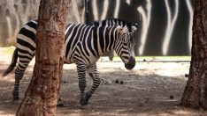 Yabani hayvan bakıcıları görevlerini hassasiyetle yürütüyor