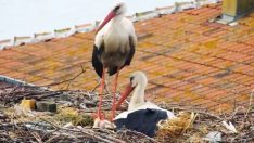 Yaren ile Nazlı’dan güzel haber