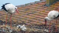 Yaren leylek ile eşi Nazlı, dört yavrusundan ikisini kaybetti