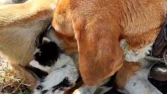 Yavru kedi köpeğin sütünü içiyor