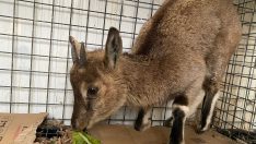 Yavru yaban keçisi emin ellerde