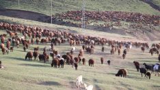 Yayla göçü başladı: Binlerce hayvan zorlu yolculuğa çıktı