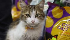 ‘Yedi Bela Hüsnü’ lakaplı kedi mahallenin ilgi odağı oldu