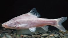 Yeni keşfedilen bir canlı türü evrime ışık tutabilir