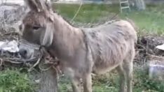 Yolda yürürken eşek ısırdı