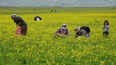 Yüksekova’da ot toplama mevsimi açıldı