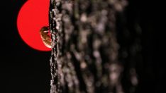 221 yıl sonra ağustos böceği istilası