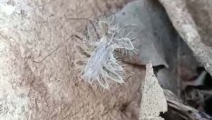 Adıyaman’da görüntülendi! İsmi kadar güzel