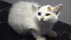 Başına parke taşı düşen yavru kedi kurtarıldı