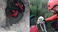 Beş metrelik kuyuya düşen köpek kurtarıldı