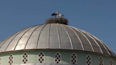 Cami kubbesi 12 yıldır leyleklere yuva oluyor