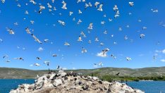 Çıldır Gölü, kuş cennetine döndü