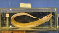 ‘Deniz mezarlığı’ boşaltıldı