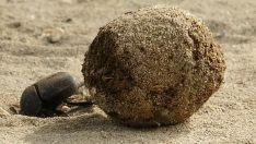 Devlet korumasındaki bok böceği! Ağırlığının 10 katı itme gücüne sahip