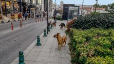 DSÖ’den kuduz uyarısı! Yüzde 99’u sokak köpeklerinden bulaşıyor, aşılama önemli