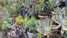 Evini kaktüs bahçesine çevirdi