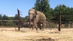 Fil ‘Ege’ye üçüncü yaş kutlaması