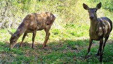 Fotokapana yakalana yaban hayvanları büyüledi