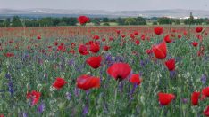Gelincikler doğayı kırmızıya boyadı: Görsel şölen yaşandı