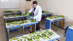 Hakkari soğanlarını kaçırmaya kalkışan İranlılara 1.1 milyon TL ceza