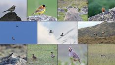 Iğdır’da kuş cenneti: 110’dan fazla tür dağlarda uçuşuyor