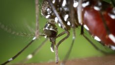 İklim değişti, Avrupa’ya yayılıyor