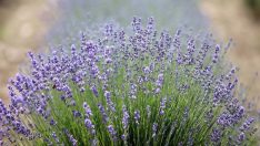 Istranca’nın lavantaları turistleri bekliyor: Mor bir yaz rüyası