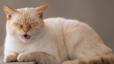 Kediniz acı mı çekiyor? Yapay zekaya sorun