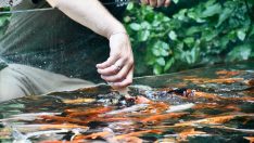 Kocaeli’deki hayvanat bahçesi bayramda ziyaretçilerini bekliyor