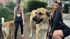 Londra sokaklarında bir kangal… Gören bir daha bakıyor